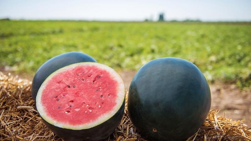 what-are-japanese-watermelons